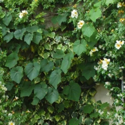 Vigne D'ornement - Vitis Coignetiae