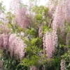 Glycine Du Japon - Wisteria Floribunda Honbeni (Rosea, Pink Ice)