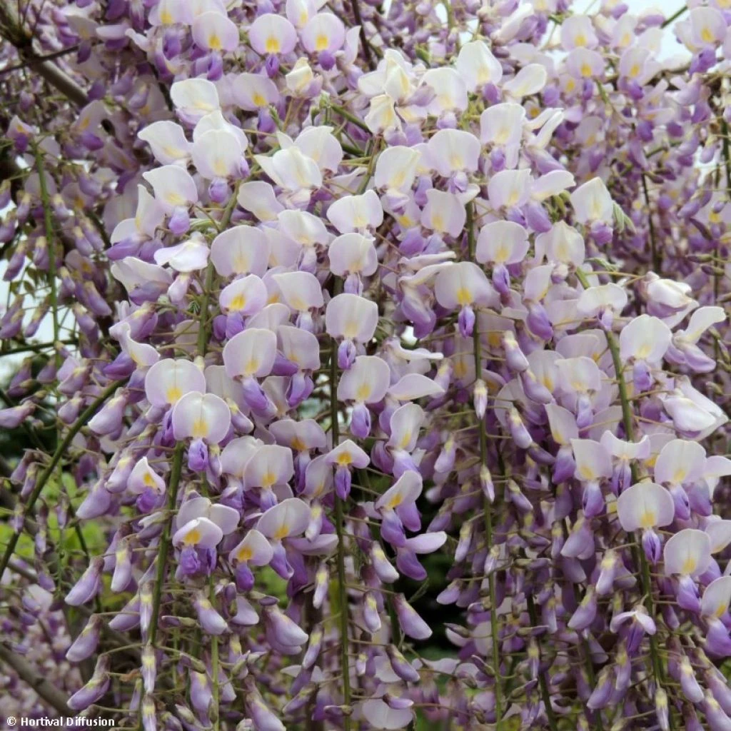 Glycine Grande Diva Maria - Wisteria (x) Venusta 1 Glycine Grande Diva Maria - Wisteria (x) Venusta