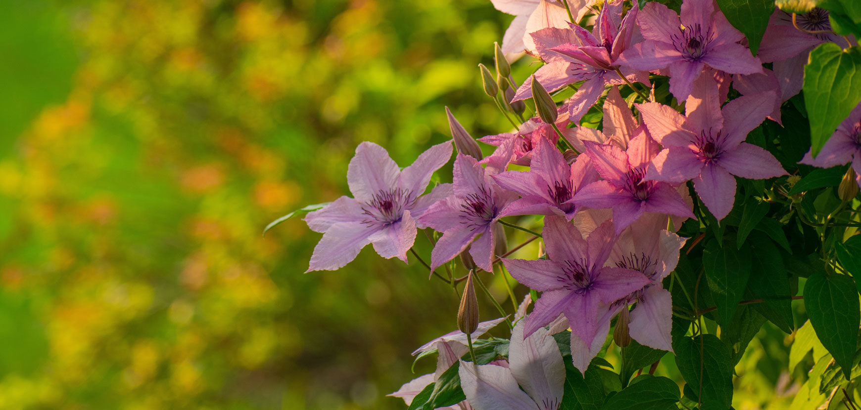 Devant -Plantes Soldes 4 GRIMPANTES Cl matites 1