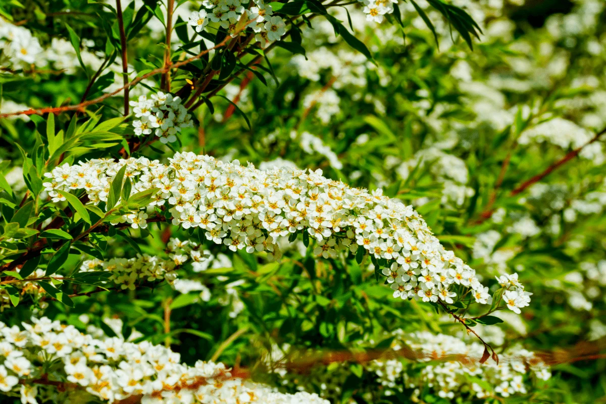 Devant -Plantes Soldes spiree1